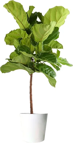 Miniatura 16 de Costa Farms Árbol de higuera de hoja de violín, Ficus Lyrata vivo de 3 a 4 pies, purificador de aire, grande, fácil de mantener, planta de piso