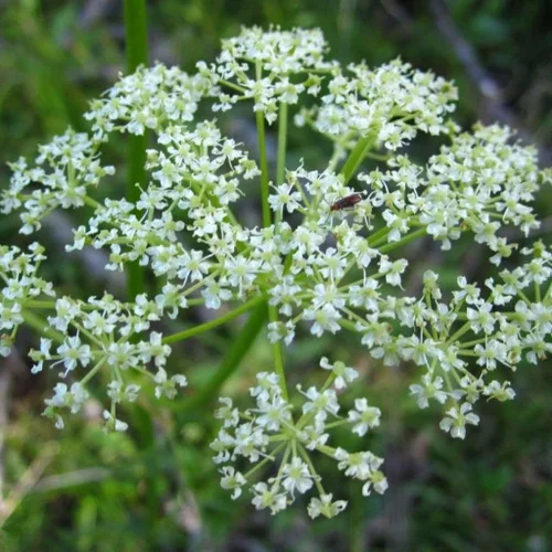 OSHA (Ligusticum porteri) - Cultiva ahora o almacena para futuras plantaciones - Cápsula de 10 semillas