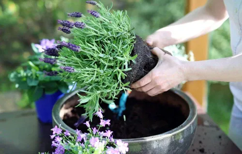 Miniatura 5 de Gardenera Mezcla para macetas con control de humedad: mantén tus plantas felices e hidratadas. Bolsa de 20 cuartos de galón