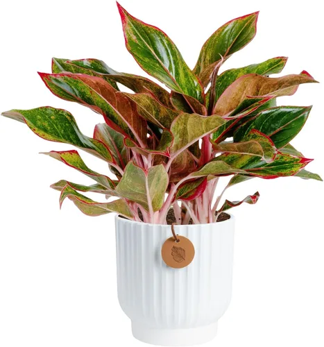 Costa Farms Árbol de hoja perenne chino, fácil de cultivar, planta de interior en maceta en maceta en bonita maceta decorativa, regalo diario para