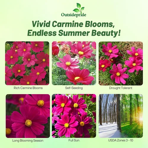 Miniatura 2 de Outsidepride Sonata Carmine Cosmos Bipinnatus Seeds – 50 piezas anuales, fáciles de cultivar y tolerantes a la sequía, semillas de flores