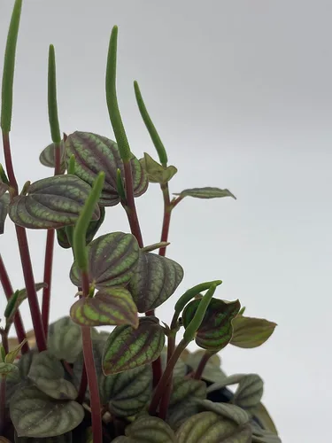 Miniatura 7 de BubbleBlooms Peperomia Piccolo Banda, albovittata, en una maceta de 4 pulgadas, Pep raro