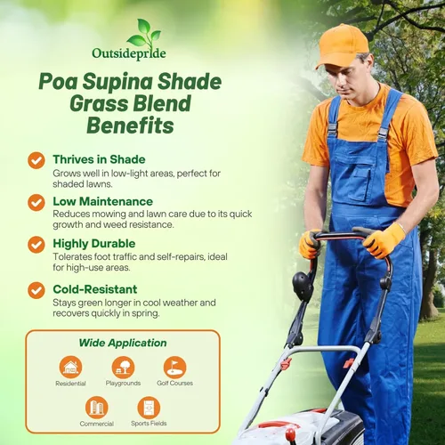 Miniatura 5 de Outsidepride Mezcla de césped Supranova Shade de 1 libra de POA Supina y Bluegrass áspero – Semilla de césped tolerante a la sombra para campos