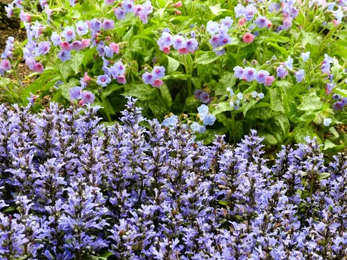 Miniatura 3 de Greenwood Nursery: Plantas vivas de cobertura del suelo - Bugleweed Blueberry Muffin + Ajuga Reptans - [Cantidad: 1x Maceta de Pinta]