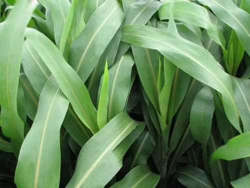 Miniatura 3 de Sorghum Sudangrass Sugar Grazer II Semilla (50 libras)