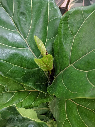 Miniatura 3 de Boost Vitaminé - Alimento vegetal