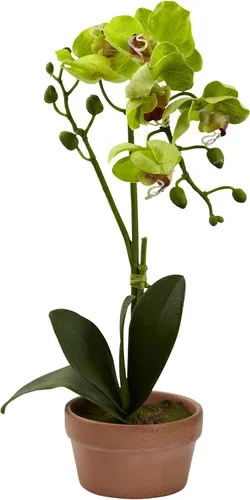Miniatura 3 de Nearly Natural Orquídea Phalaenopsis con jarrón de arcilla (juego de 4)