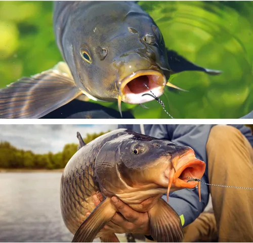 Miniatura 7 de Aparejos de pesca de carpa, 20 piezas de gancho curvado de púas para carpa, línea de hilo trenzado giratorio antienredos con 3 tarjetas Boilie Bait