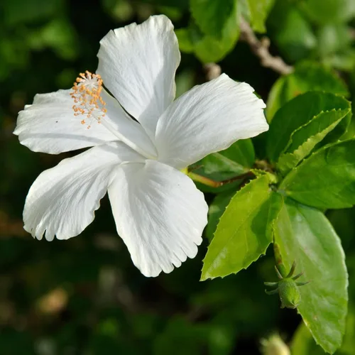 Miniatura 6 de 5 arbustos rosa afrodita rosa de Sharon Hibiscus (Althea) - Plantas vivas de 10 a 18 pulgadas de alto - Plántulas de arbustos/árboles florecientes