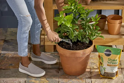 Miniatura 7 de Miracle-Gro 3002810 Shake 'N Feed - Fertilizante de liberación continua para plantas cítricas, aguacate y mango, 8 lbs.