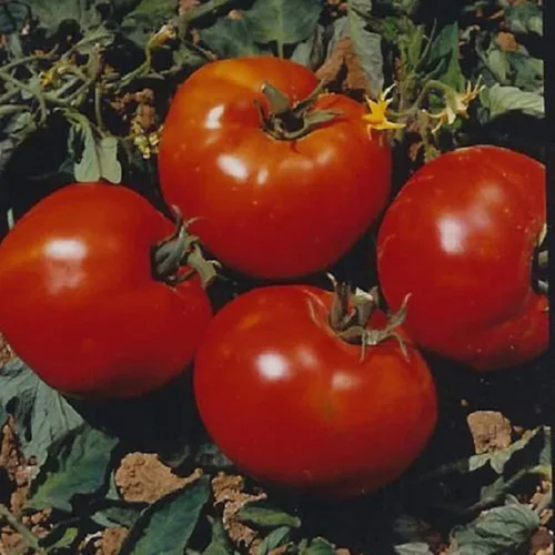 Ohio Heirloom Abe Lincoln - Semillas de tomate para plantar, cultivadas en 2023 para la temporada 2024, reliquia, semillas de jardinería de