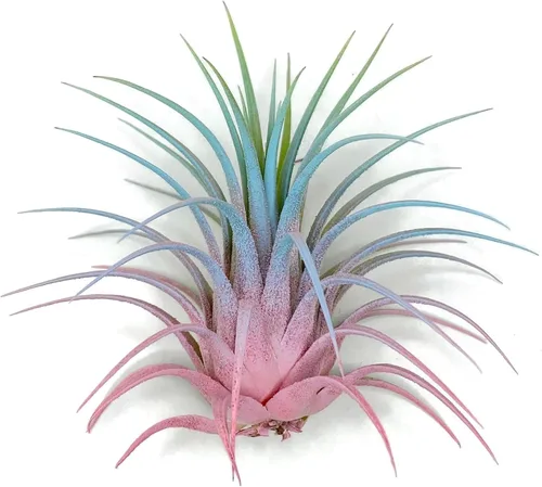 Miniatura 6 de Planta de aire Tillandsia Ionantha de Guatemala, planta de aire viva Tillandsia de Guatemala, llegada saludable garantizada, excelente planta de Azul