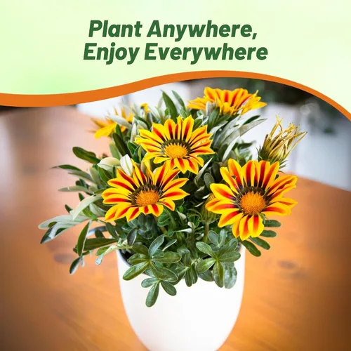 Miniatura 5 de Outsidepride New Day - Semillas de Gazania a rayas rojas para plantar, 25 piezas de semillas perennes, de bajo mantenimiento, tolerantes a la sequía