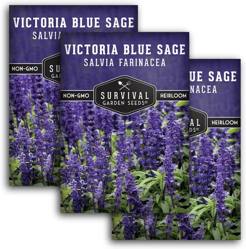 Miniatura 12 de Victoria - Semillas de salvia azul para plantar, semillas de harina de reliquia Salvia Farinacea, flores polinizadoras para bordes y jardines