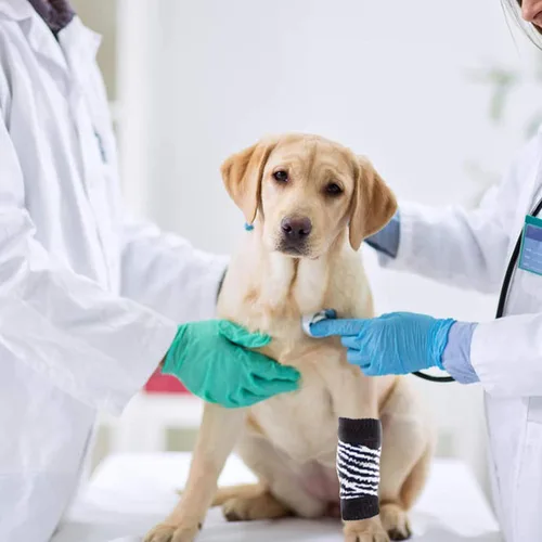 Miniatura 3 de ROZKITCH Protector de codo para perro, 2 patas delanteras y 2 patas traseras para rodilla, envoltura para codo de mascota, protector para calentar