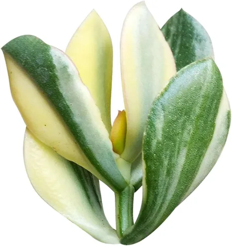 Miniatura 5 de Suculentas vivas de aloe brevifolia de 2 pulgadas de hojas cortas, suculentas con poca luz de 2 pulgadas, suculentas vivas y saludables, ideas