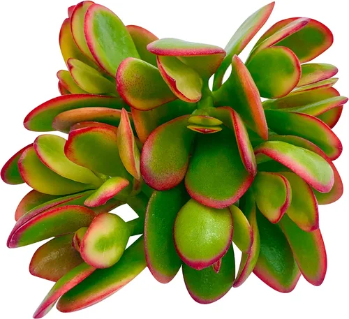 Miniatura 10 de Tallos de Suculentas Vivas (3 Sedum Morganianum Colas de Burro), Plantas Suculentas Vivas, Planta Suculenta SIN Raíces, Plantas de Casa Vivas