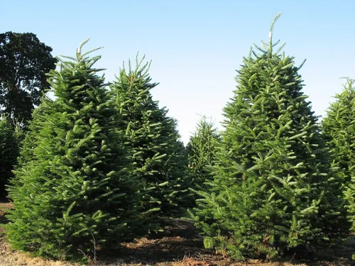Semillas - Abeto bálsamo, Abies balsamea, Árbol 100 Semillas (Fragrant Hardy Evergreen, Bonsai), árbol, flor, fruta, semillas