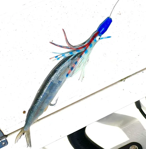 Miniatura 3 de Lobo Lures Micro-Typhoon UV 5 "Mahi Tuna Ahi Señuelo Trolling Señuelo Big Game Azul Lumo Glow