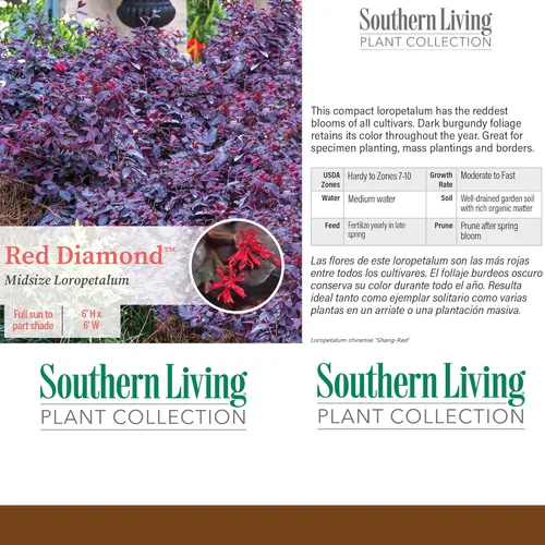 Miniatura 4 de Arbusto de diamante rojo Loropetalum de 2 galones de Southern Living