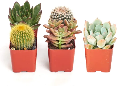 Shop Succulents Colección Can't Touch This | Surtido de plantas suculentas y cactus de interior seleccionadas a mano, totalmente arraigadas, paquete