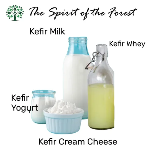 Miniatura 2 de Granos vivos de kéfir de leche - Live Active Starter Cultures Scoby para bebida probiótica casera para almendras, kéfir de coco o leche entera