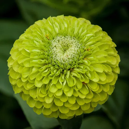 Miniatura 108 de Eden Brothers - Semillas de zinnia, cactus con flores, sin OMG, plantar en primavera, paquete, flores de bajo mantenimiento, zonas 3, 4, 5, 6, 7, 8