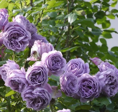 Miniatura 3 de 100 semillas de rosas trepadoras moradas raras sin OMG