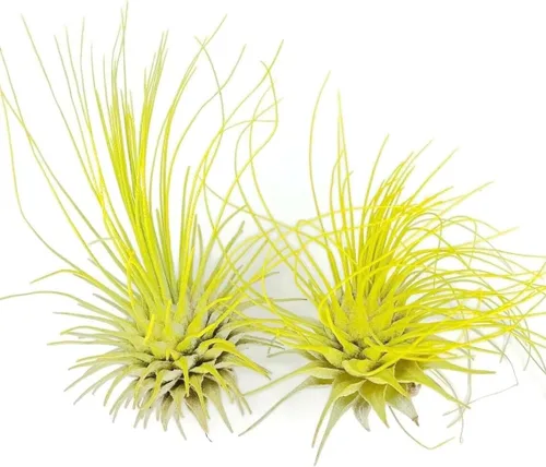 Miniatura 2 de Planta de Aire Delgado, Tillandsia Viva de Guatemala, Llegada Saludable Garantizada, Excelente Planta de Interior, Decoración del Hogar y Regalo