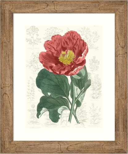 Amanti Art Framed Wall Art Print 24x20 Peony Flower Garden I by Vision Studio, Flowers Wall Art, Vintage Decor, Small Poster Painting Artwork for