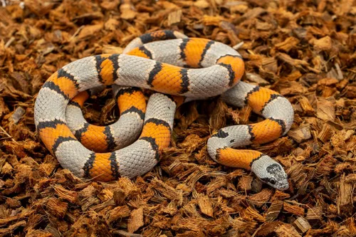 Miniatura 7 de ReptiChip - Sustrato de reptil con chips de coco de 72 cuartos de galón de capacidad, bloque de cáscara de coco orgánico comprimido para hábitat