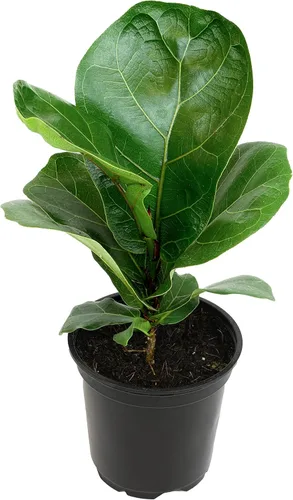 Miniatura 12 de Plantas for Pets - Higuera de hoja de violín (paquete de 4), paquete de plantas Ficus Lyrata, entrega de plantas vivas de Ficus, decoración popular