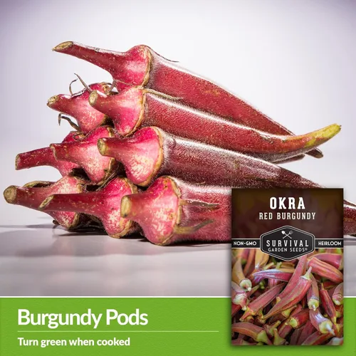Miniatura 3 de Survival Garden Seeds - Semilla de Okra rojo burdeos para plantar - Paquete con instrucciones para plantar y cultivar vainas tiernas de Okra Borgoña