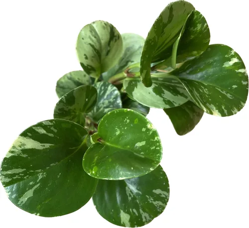 Miniatura 4 de Planta de caucho vivo – Mármol Peperomia – Mármol Peperomia Obtusifolia abigarrado – Disponible en macetas de 3, 4 y 6 pulgadas – Vendedor de CA