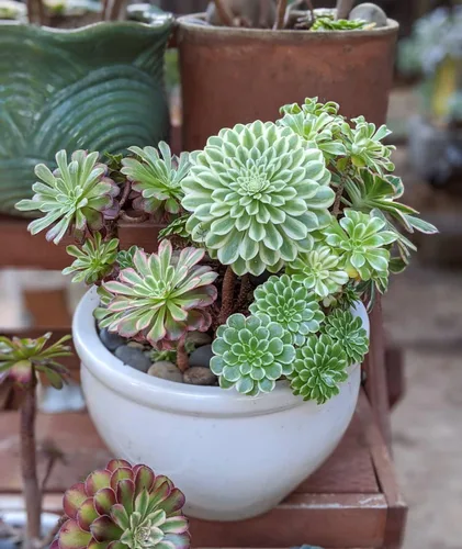 Miniatura 6 de Planta Aeonium de fácil cuidado en maceta viva de 4 pulgadas, plantas suculentas raras vivas, bien enraizadas, plantas de interior de fácil cuidado