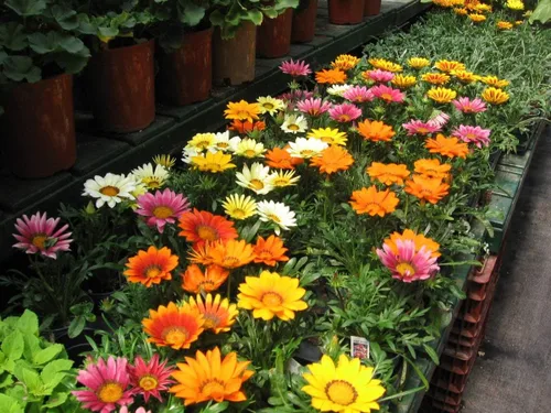 Miniatura 5 de Semillas Treasure Flower Mix African Daisy Gazania Flores perennes