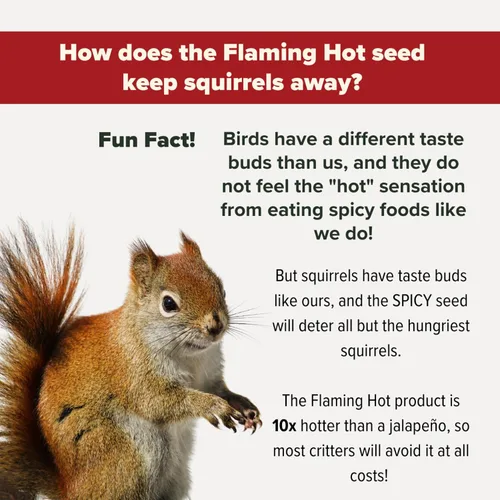 Miniatura 4 de Mr. Bird Flaming Hot Feast - Bolsa pequeña de semillas sueltas de 2 libras Semillas de aves silvestres de pimiento picante para comederos