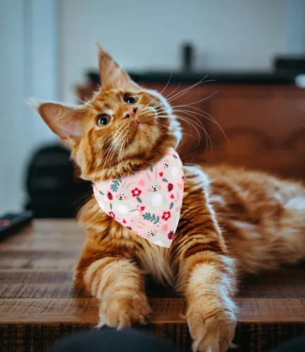 Miniatura 4 de Collares de gato KZHAREEN para Pascua, separables con bandana y campana, collar ajustable para gatito, perrito pequeño, niñas y niños Pascua-2