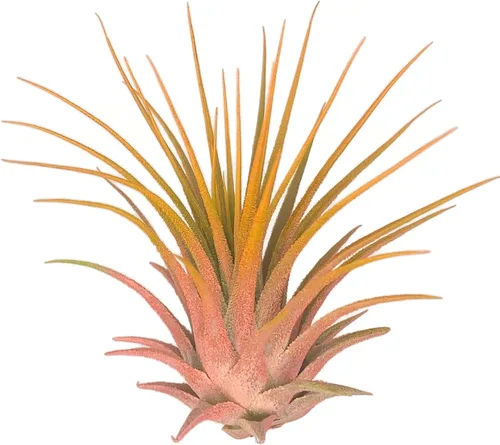 Miniatura 6 de Planta de aire Rainbow Tillandsia, planta de aire Tillandsia, planta de aire, purificación de aire, planta de casa, decoración y regalo