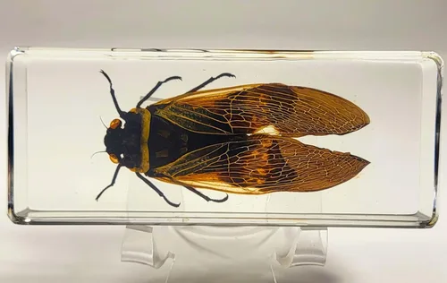 Miniatura 11 de 44mm Escorpión real asiático gigante en resina de lucite transparente cristal, especímenes de artesanía, insectos de animales varios, colección