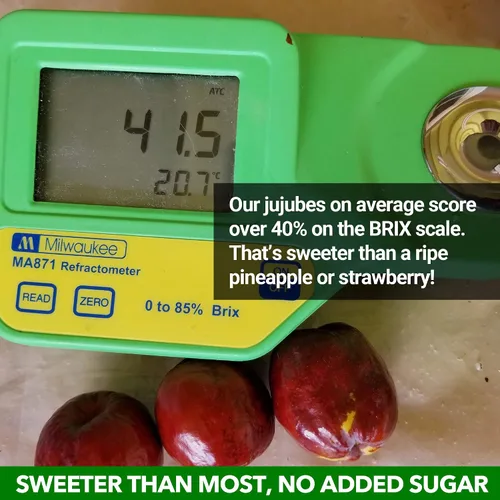Miniatura 6 de JUJUME Dátiles rojos de azufaifos cultivados en California orgánicos USDA Clasificado individualmente 3 veces para control de calidad