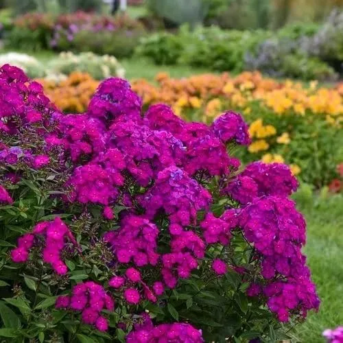 Generic 50 Semillas de Phlox UltraViolet Flower Flores Perennes Mariposas Flores Perennes Semillas de Jardín Flores Semillas Flores, Púrpura