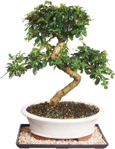 Miniatura 16 de Brussel's Bonsai Árbol bonsái de olmo chino vivo, al aire libre, paquete de 2 – pequeño, 5 años de edad, 6 a 8 pulgadas de alto – incluye macetas
