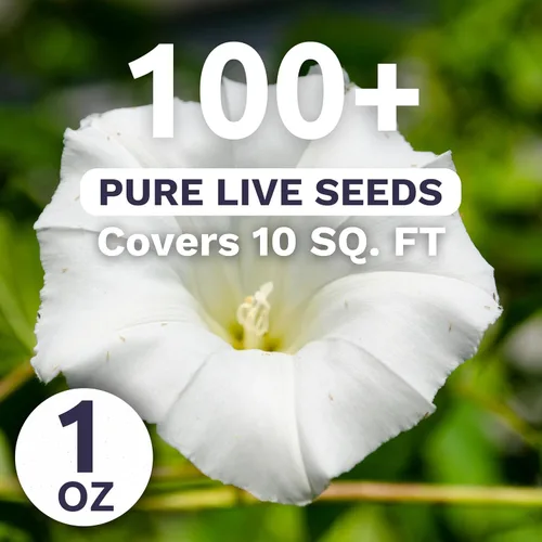 Miniatura 3 de Moonflower - Tropical White Morning Glory - Paquete grande de 1 onza - 100 semillas de flores para plantar - Ipomoea alba