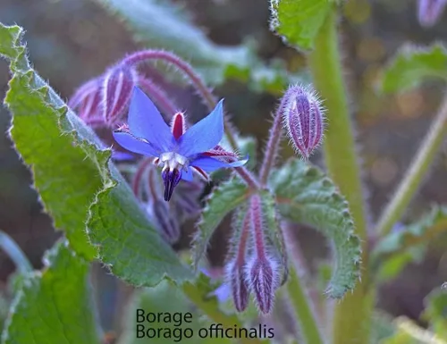 Miniatura 3 de 200 semillas de borraja - Flor de estrella - Semillas de flores silvestres polinizadas abiertas sin OMG - Borago officinalis