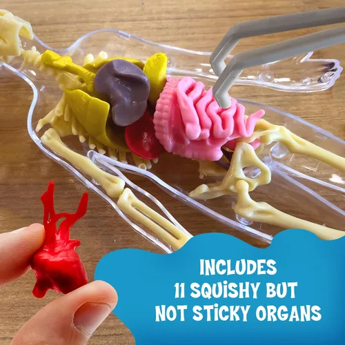Miniatura 3 de Thames & Kosmos Ooze Labs: Cuerpo humano visible con órganos blandos