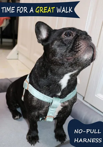 Miniatura 5 de ARING PET Arnés halter para perro, arnés de terciopelo para perro, arnés halter para perro sin tirones, arnés ajustable resistente para perros Verde