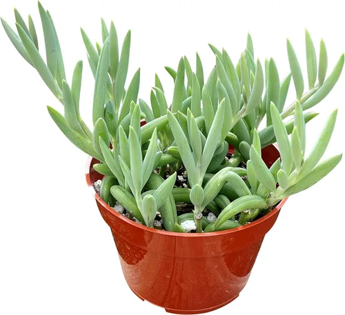 Miniatura 7 de Suculenta Viva de 4" Callisia Repens Pink Lady Turtle Vine, Plantas Suculentas Vivas Completamente Enraizadas Planta de Casa para Decoración