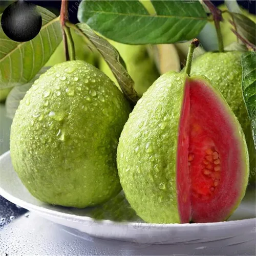 Miniatura 11 de Semillas de frutas para plantar - Semillas de frutas de jardín (caqui americano - 10 semillas)