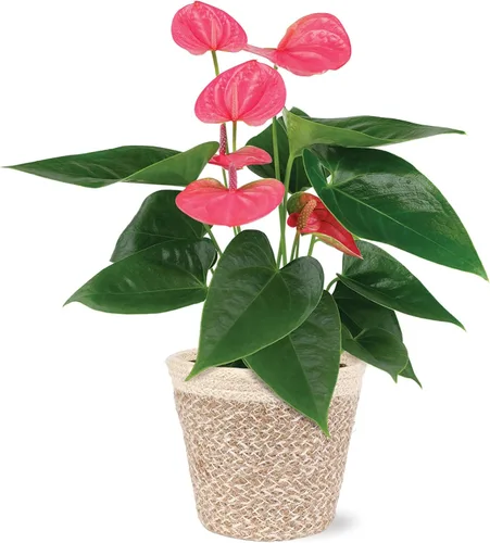 Green Circle Growers - Anthurium rosa de 5 pulgadas en maceta de yute crema, plantas de interior vivas, planta de interior